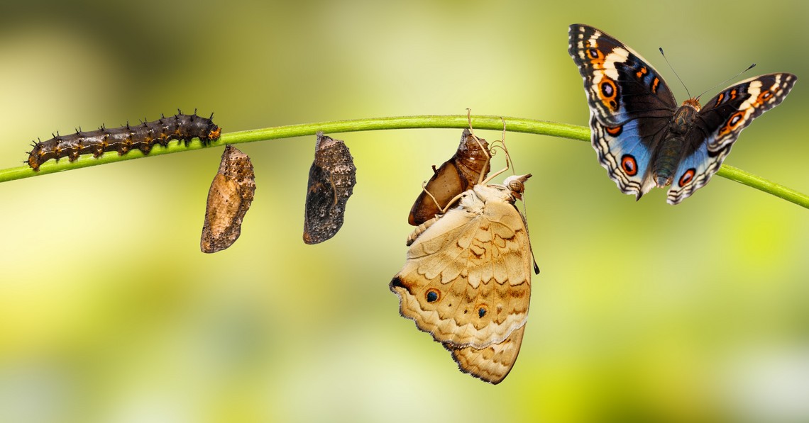 Raupe, Cocon, schlüpfender Schmetterling und Schmetterling auf Grashalm