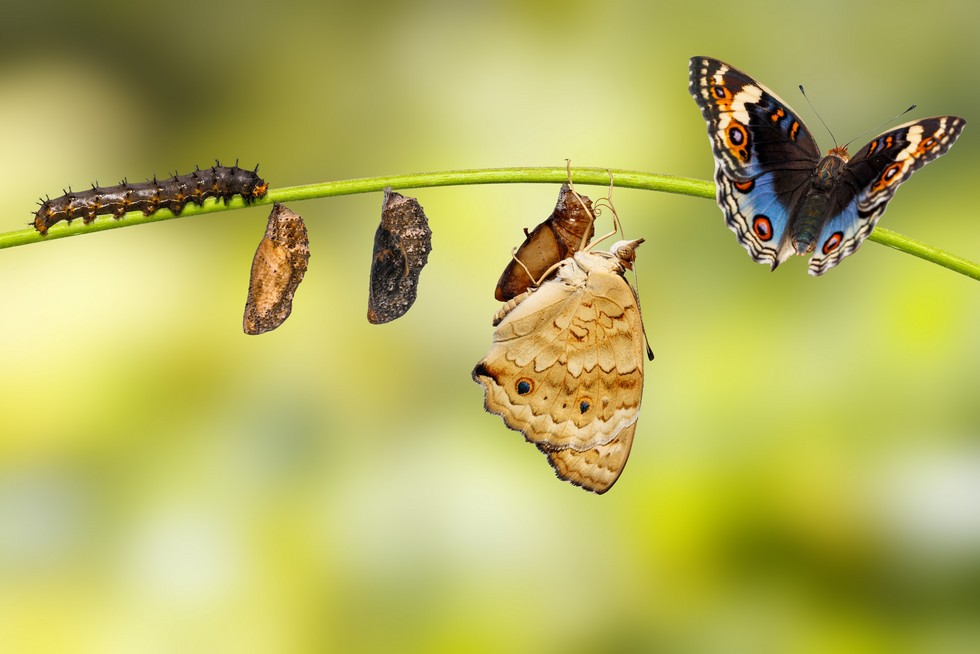 Raupe, Cocon, schlüpfender Schmetterling und Schmetterling auf Grashalm